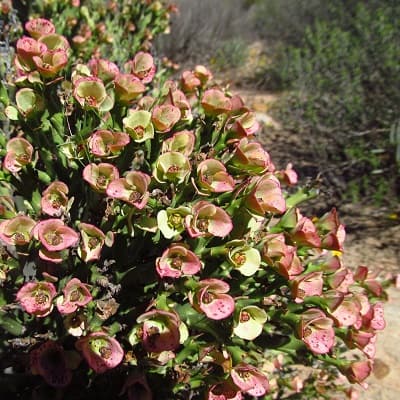 euphorbia hamata