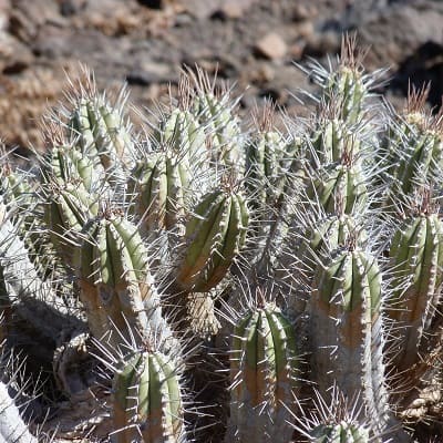 euphorbia handiensis