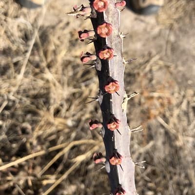 euphorbia heterochroma