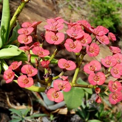 euphorbia horombensis