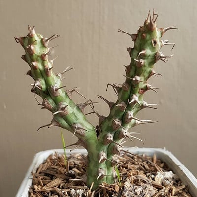 euphorbia horwoodii