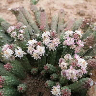 euphorbia inermis