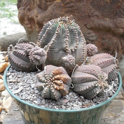 euphorbia infausta