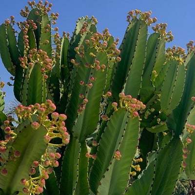 euphorbia ingens s