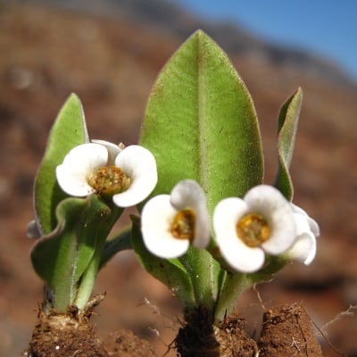 euphorbia itremensis