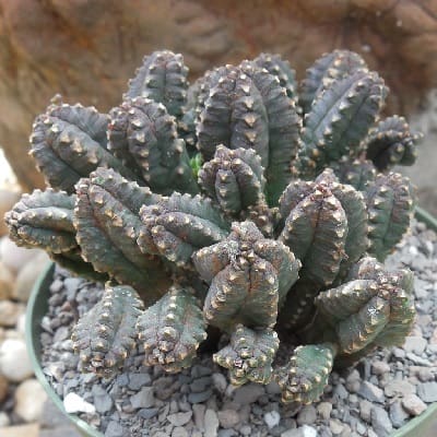 euphorbia jansenvillensis