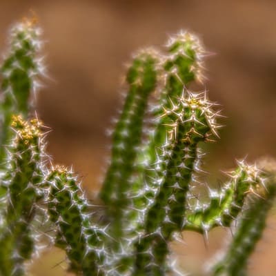 euphorbia knobelii