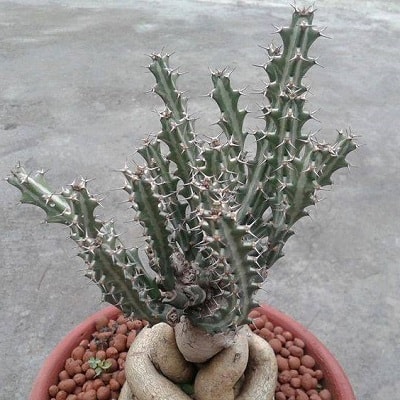 euphorbia knuthii