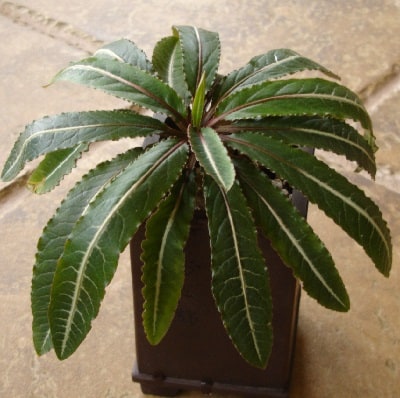 euphorbia labatii