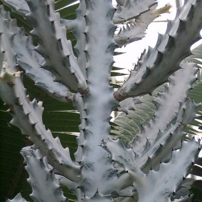 euphorbia lactea cv. white ghost