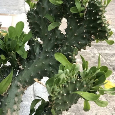 euphorbia lactea