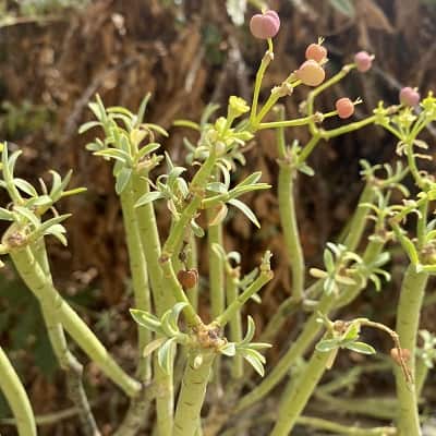 euphorbia lamarckii