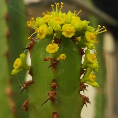 euphorbia ledienii