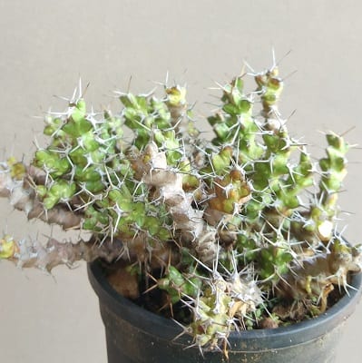 euphorbia lenewtonii