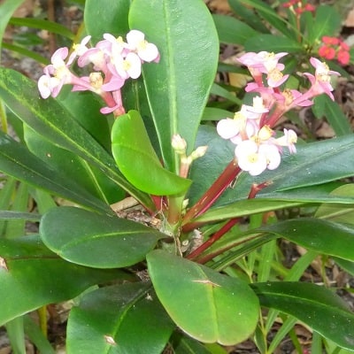 euphorbia lophogona