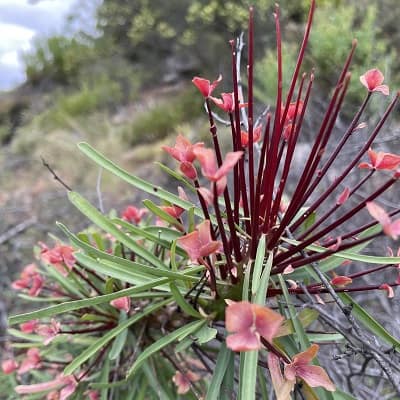 euphorbia loricata