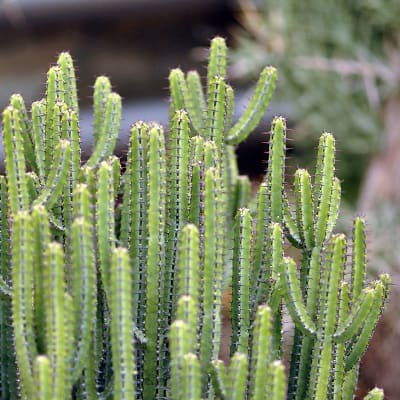 euphorbia lydenburgensis