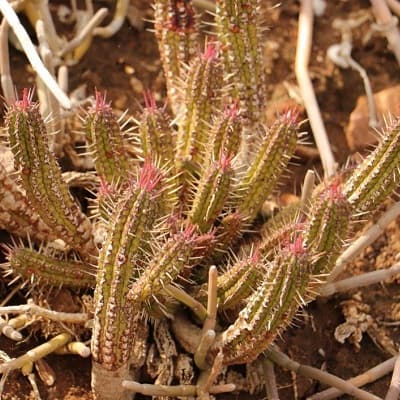 euphorbia mammillaris