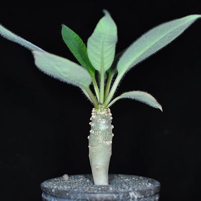 euphorbia maromokotrensis