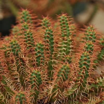 euphorbia micracantha