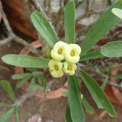 euphorbia milii f. lutea