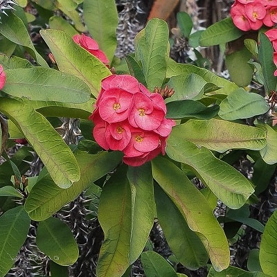 euphorbia milii