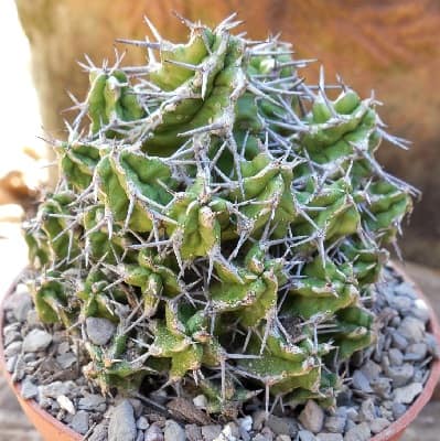 euphorbia mitriformis