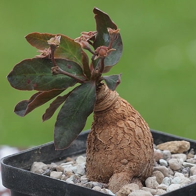 euphorbia moratii