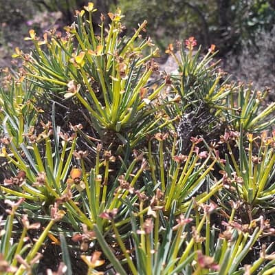 euphorbia multifolia