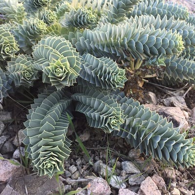 euphorbia myrsinites