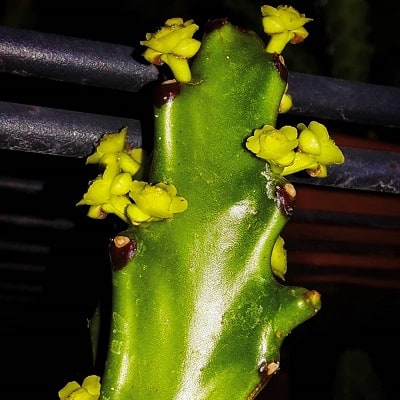 euphorbia najuneranatanii