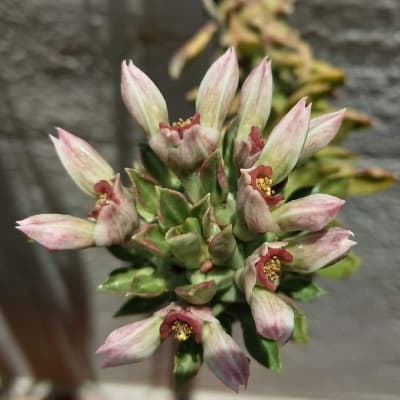 euphorbia neostapelioides