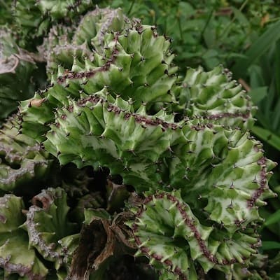 euphorbia neriifolia