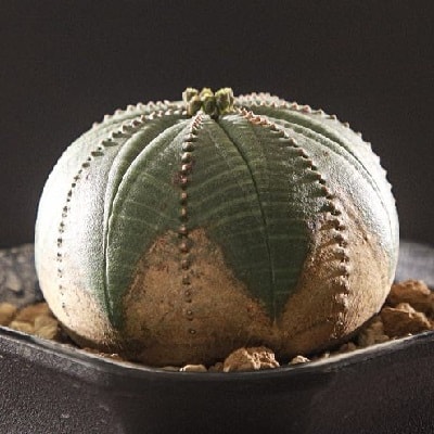 euphorbia obesa s