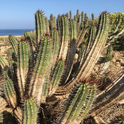 euphorbia officinarum