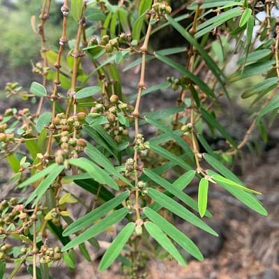 euphorbia olowaluana