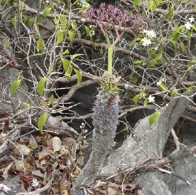 euphorbia pachypodioides