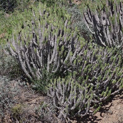 euphorbia pentagona