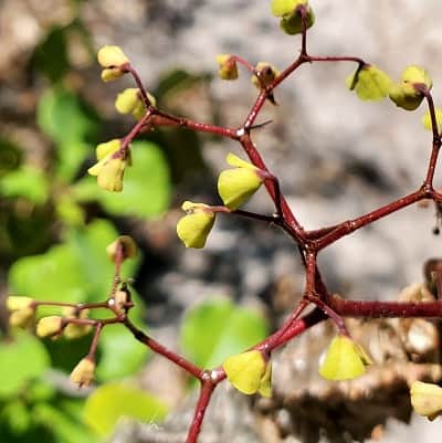 euphorbia perrieri