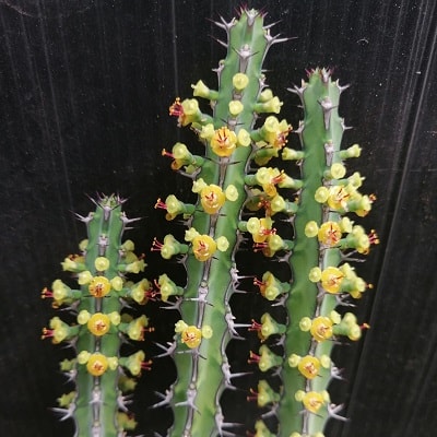 euphorbia petraea