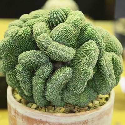 euphorbia phillipsiae