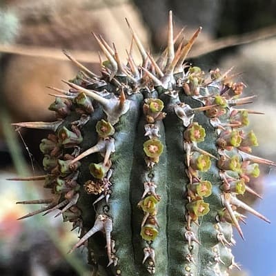 euphorbia phillipsioides