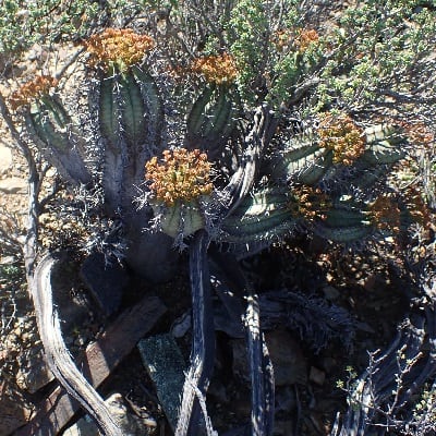 euphorbia pillansii