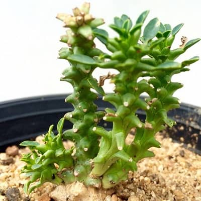 euphorbia planiceps