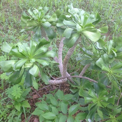 euphorbia poissonii