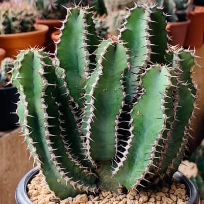 euphorbia polyacantha