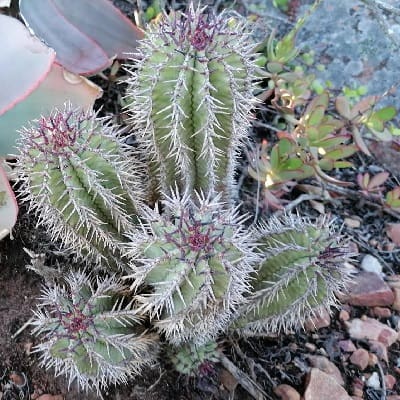 euphorbia polygona