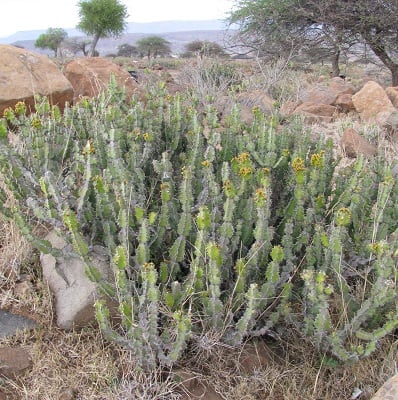 euphorbia pseudocactus