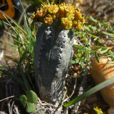 euphorbia pseudoglobosa