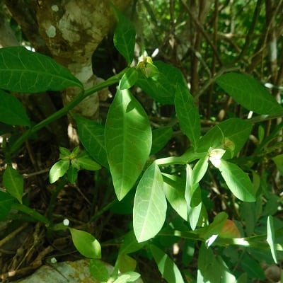 euphorbia pteroneura